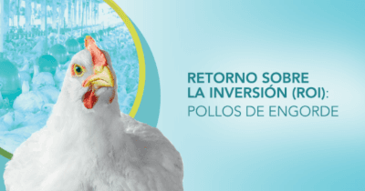 Probióticos para pollos de engorde: ¿cómo calcular el rendimiento sobre la inversión? - Image 1