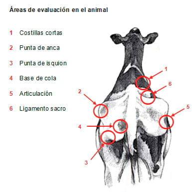 Manual de manejo y de alimentación de vacunos II: Manejo y Alimentación de vacas productoras de leche en sistemas intensivos - Image 8
