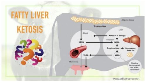 Alivie eficazmente el hígado graso de la vaca y la cetosis durante el período perinatal - Image 2