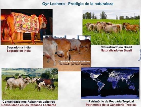 El Gyr Lechero ‘MADE IN BRAZIL’ - Image 13