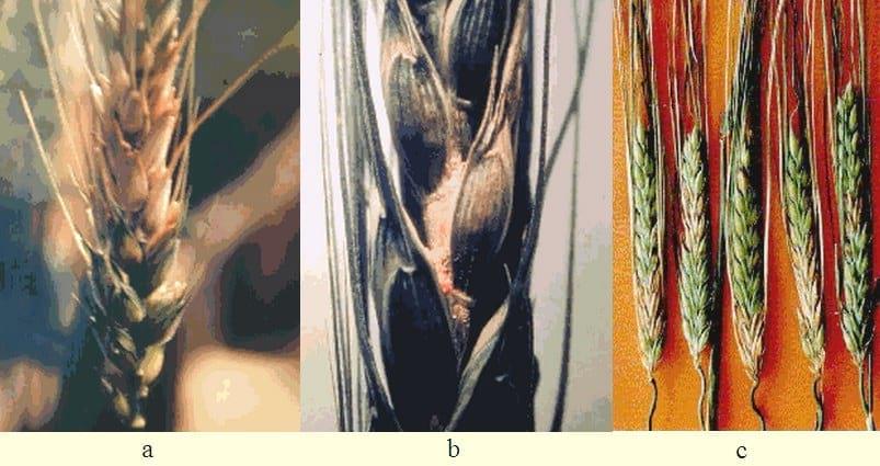 Fusariosis de la Espiga en Trigo y Cebada - Image 1