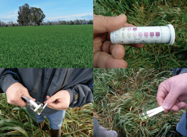 Medición en terreno del nivel de nitritos y nitratos en plantas de avena previo al pastoreo.