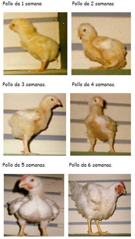Manual práctico del pequeño productor de pollos de engorde - Image 13