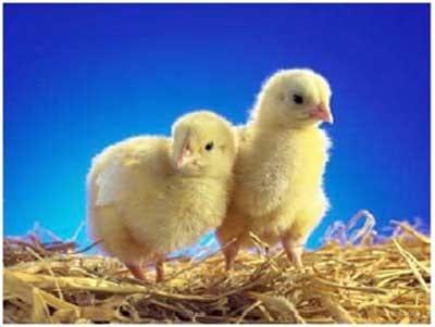Manual práctico del pequeño productor de pollos de engorde - Image 1