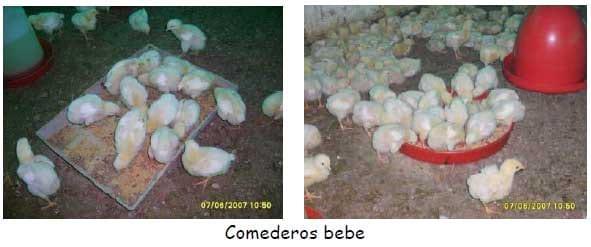 Manual práctico del pequeño productor de pollos de engorde - Image 6