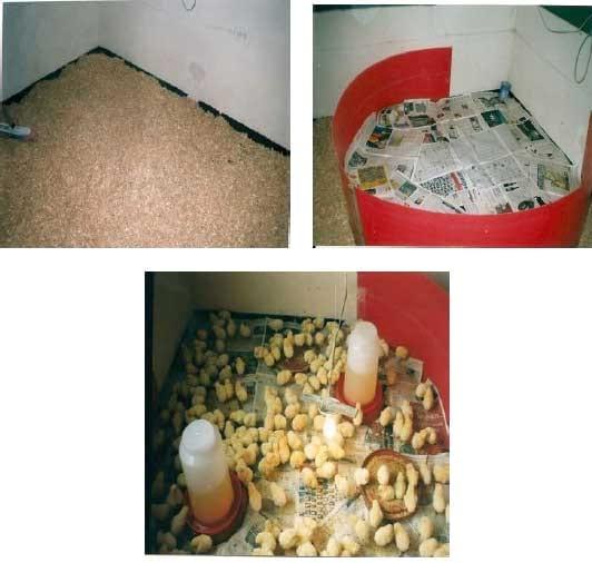 Manual práctico del pequeño productor de pollos de engorde - Image 10