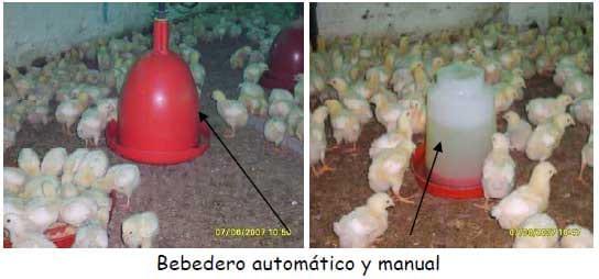 Manual práctico del pequeño productor de pollos de engorde - Image 4