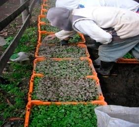Efecto de la sustitución parcial de la fertilización quimica con zeolita y micorriza en la producción de Brócoli en el Ecuador - Image 7