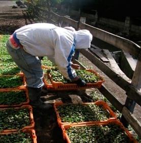 Efecto de la sustitución parcial de la fertilización quimica con zeolita y micorriza en la producción de Brócoli en el Ecuador - Image 6