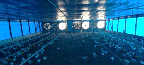 Zona de extractores con poca cantidad de pollos