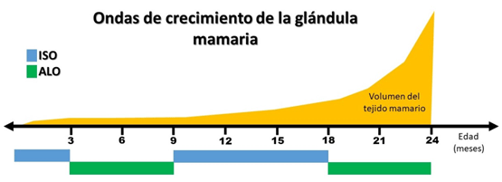 Figura 1. Representación de las fases de crecimiento de la glándula mamaria según edad de la hembra bovina. 