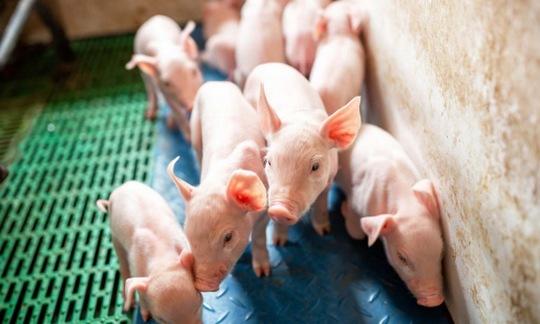 Microbiota y salud intestinal en cerdos - Image 1