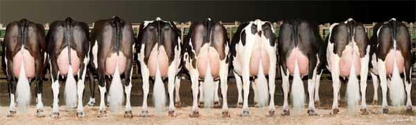 La importancia del tipo de caseína de la leche en la selección genética del ganado bovino - Image 3