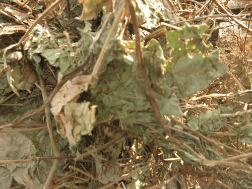 El Kudzu tropical (Pueraria phaceoloides) el equivalente de la alfalfa para la producción de heno en el trópico. - Image 8