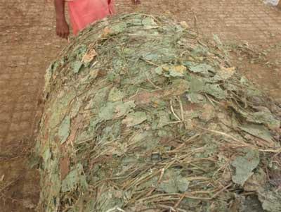 El Kudzu tropical (Pueraria phaceoloides) el equivalente de la alfalfa para la producción de heno en el trópico. - Image 5