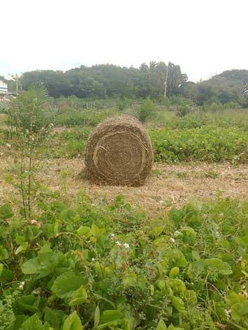 El Kudzu tropical (Pueraria phaceoloides) el equivalente de la alfalfa para la producción de heno en el trópico. - Image 1