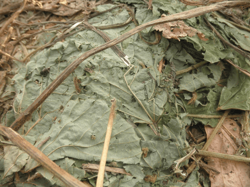 El Kudzu tropical (Pueraria phaceoloides) el equivalente de la alfalfa para la producción de heno en el trópico. - Image 7