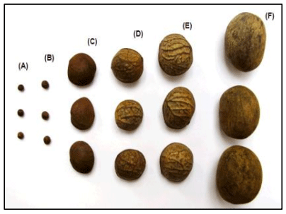 Figura 1: Semillas de sacha inchi estudiados Perú: (A) P. brachybotrya, (B) P. loretensis, (C) P. volubilis, (D) P. volubilis, (E) P. huayllabambana y (F) P. polyadenia.