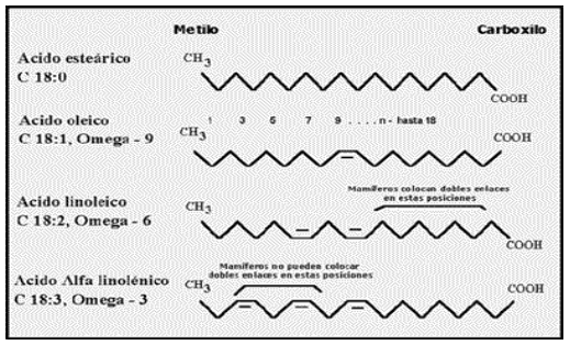 Figura 2: Familias de ácidos grasos omega-3, 6 y 9 y su nomenclatura
