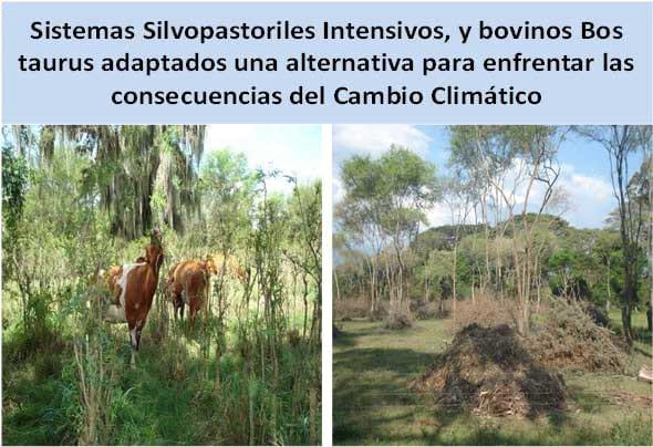 El cambio climático y su mitigación en los sistemas agropecuarios tropicales - Image 9