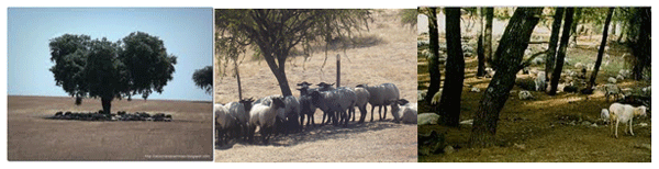 Análisis de puntos críticos en producción ovina de carne. Tercera Parte - Image 13