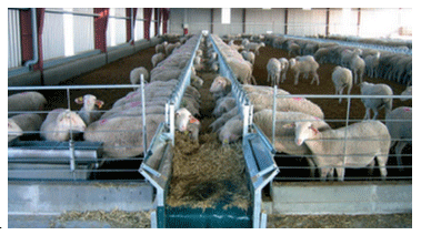 Análisis de puntos críticos en producción ovina de carne. Tercera Parte - Image 16