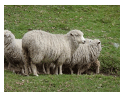Análisis de puntos críticos en producción ovina de carne. Tercera Parte - Image 15