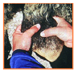 Análisis de puntos críticos en producción ovina de carne. Tercera Parte - Image 42