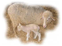 Análisis de puntos críticos en producción ovina de carne. Tercera Parte - Image 25