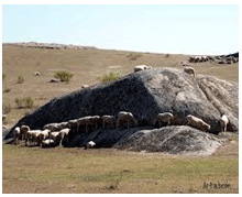 Análisis de puntos críticos en producción ovina de carne. Tercera Parte - Image 17