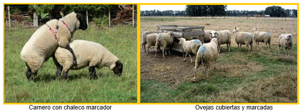Análisis de puntos críticos en producción ovina de carne. Tercera Parte - Image 30