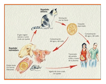 Análisis de puntos críticos en producción ovina de carne. Tercera Parte - Image 45