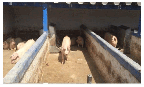 Comportamiento productivo de cerdos en iniciación – finalización sustituyendo el 100% de aceite vegetal por lipofeed en la racion - Image 3