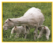 Mejoramiento de los índices reproductivos o de eficiencia reproductiva ovina: Puntos Criticos cuarta parte - Image 50