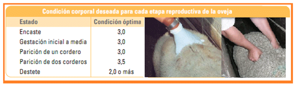 Mejoramiento de los índices reproductivos o de eficiencia reproductiva ovina: Puntos Criticos cuarta parte - Image 27