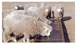 Mejoramiento de los índices reproductivos o de eficiencia reproductiva ovina: Puntos Criticos cuarta parte - Image 18
