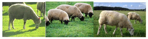 Mejoramiento de los índices reproductivos o de eficiencia reproductiva ovina: Puntos Criticos cuarta parte - Image 40