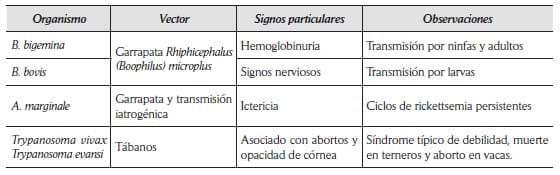 Criterios y protocolos para el diagnóstico de hemoparásitos en bovinos - Image 6