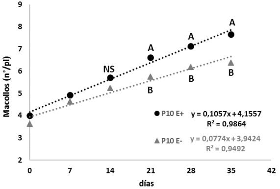 Comportamiento de una población de raigrás anual tetraploide con y sin endófito creciendo en condiciones de sequía - Image 1