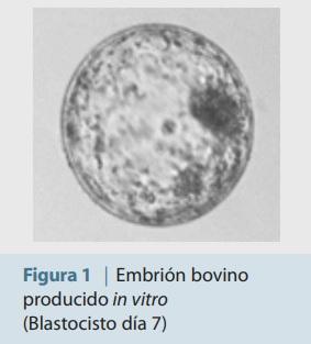¿Por qué y para qué producir embriones bovinos in vitro? - Image 1