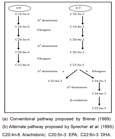 Figura 1. Patrones de conversión del ácido linoleico (C18:2n-6) y el ácido a-linolénico (C18:3n-3) a sus respectivos productos de cadena larga