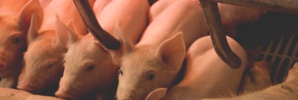 Incorporación de flavors a dietas de gestación en cerdas: una estrategia para mejorar el consumo de alimento en cerdos destetados - Image 2