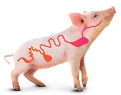 Incorporación de flavors a dietas de gestación en cerdas: una estrategia para mejorar el consumo de alimento en cerdos destetados - Image 1