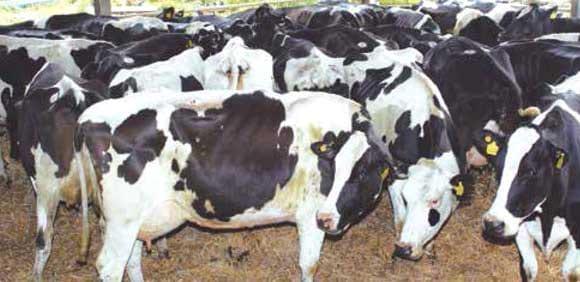 Desplazamineto de abomaso a la izquierda en vacas lecheras - Image 7