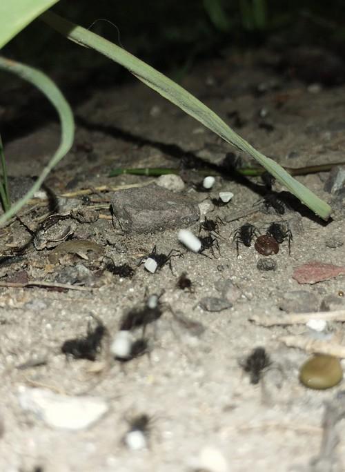 Control de hormigas cortadoras (Atta. y Acromyrmex) mediante el uso de hongos antagónicos del genero Trichoderma. Breve resumen y actualización. - Image 3