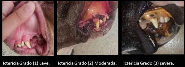 Micotoxinas en alimentos para mascotas Post-Pandemia SARS-CoV-2 - Image 1