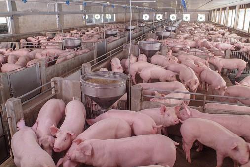 Industria porcina: La alimentación representa más del 60% de los costos de producción - Image 3