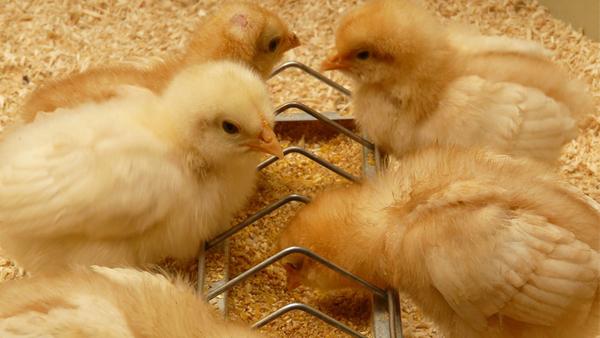 ¿Qué efectos tiene el aceite esencial de orégano sobre el estado antioxidante de los pollos? - Image 1
