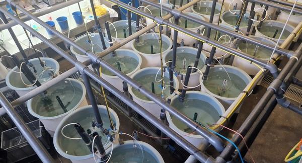 Nuevas fuentes de proteína a partir de guisantes y algas marinas para la producción orgánica de dorada y trucha arcoíris - Image 1