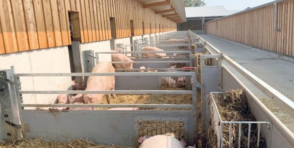 Corrales para la cría ecológica de cerdos - Image 3